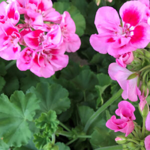 Geranium