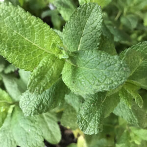 Peppermint