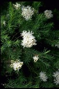 Tea Tree