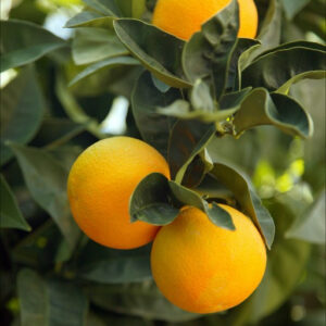Wild Orange